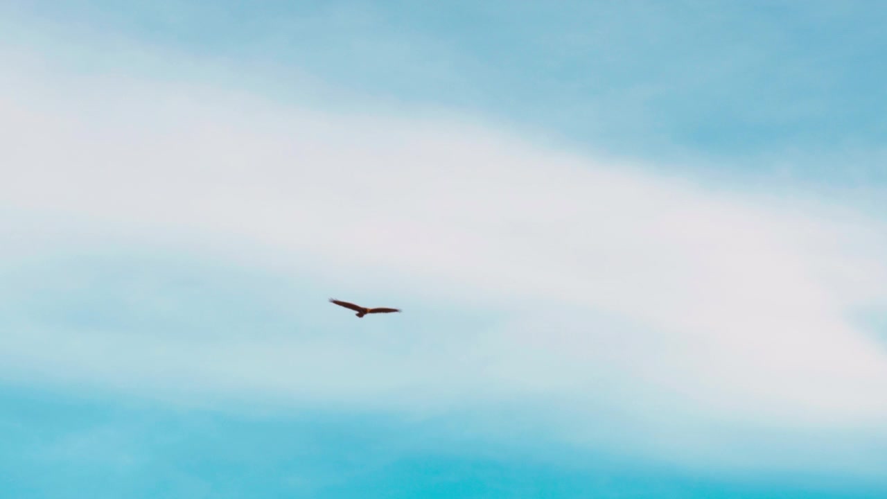 Single Bird Soaring Across a Clear Blue Sky