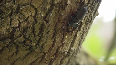 bees stinging stag beetle on tree trunk, handheld close-up