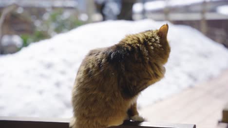 cat in the snow, grooming paws on cold winter day