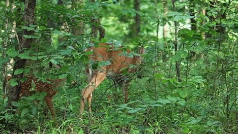 A-Fawn-And-Mother-Deer-Graze-In-The-Forest-Together