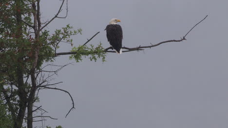 Ein-Weißkopfseeadler,-Der-Im-Regen-Auf-Einem-Toten-Ast-Sitzt