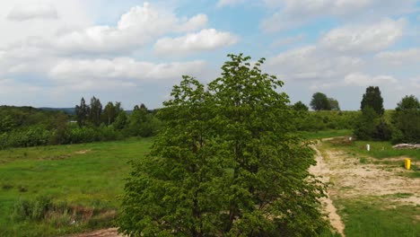 Boom shot of a birch-tree and green meadow in pomeranian district in Poland