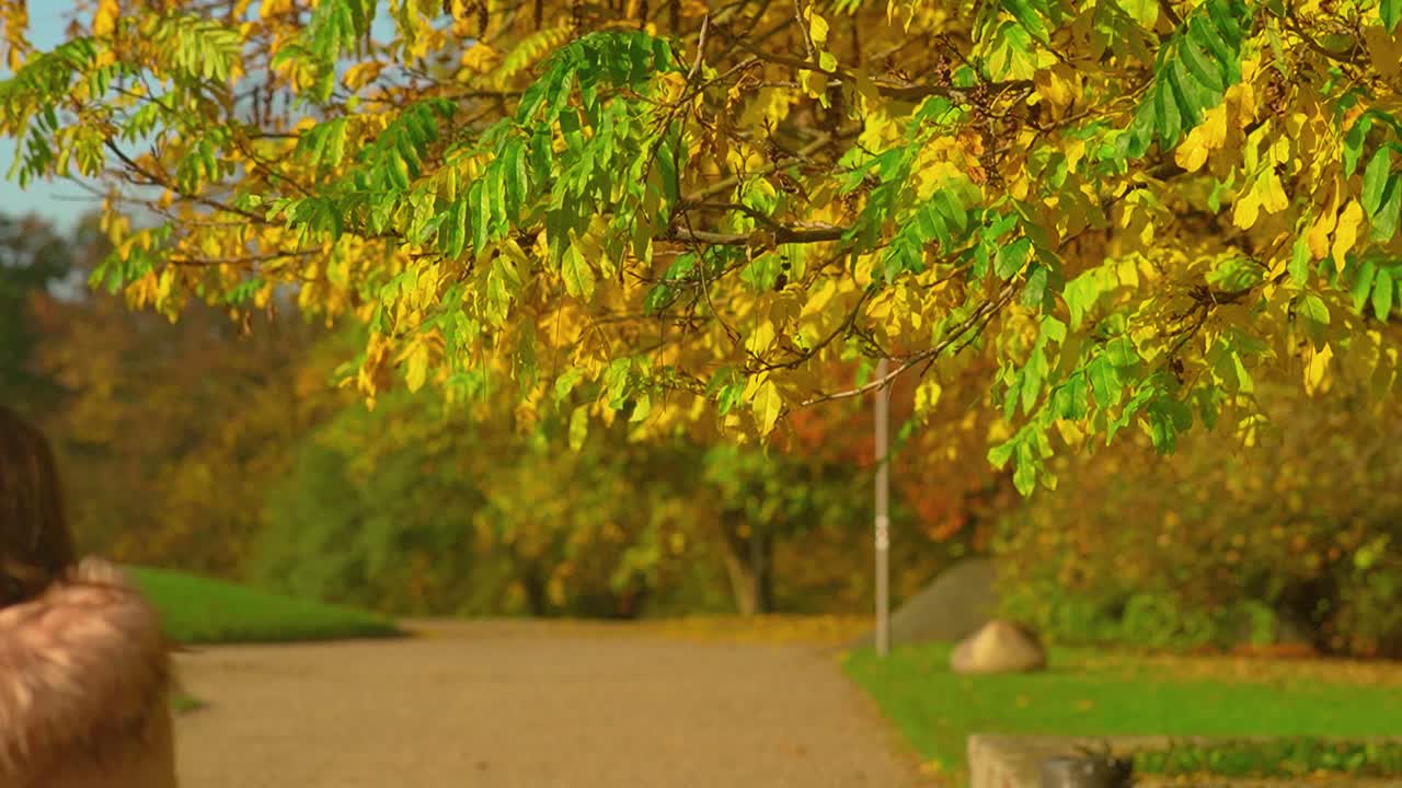 chica caminando tranquilamente en el parque bajo el árbol con hojas coloridas en otoño