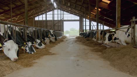 walking inside barn hangar middle of pathway between cows eating