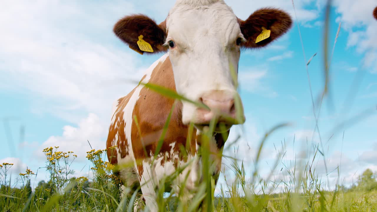 Cow looking straight in to camera. 4k