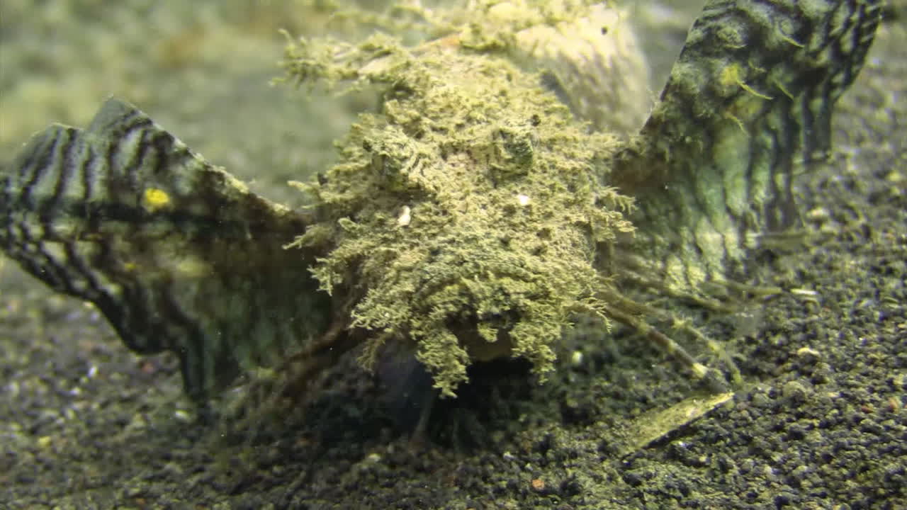 vista lateral del pez diablo espinoso