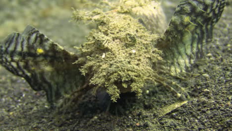 side view of spiny devilfish