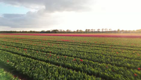 colorful tulip fields in spring