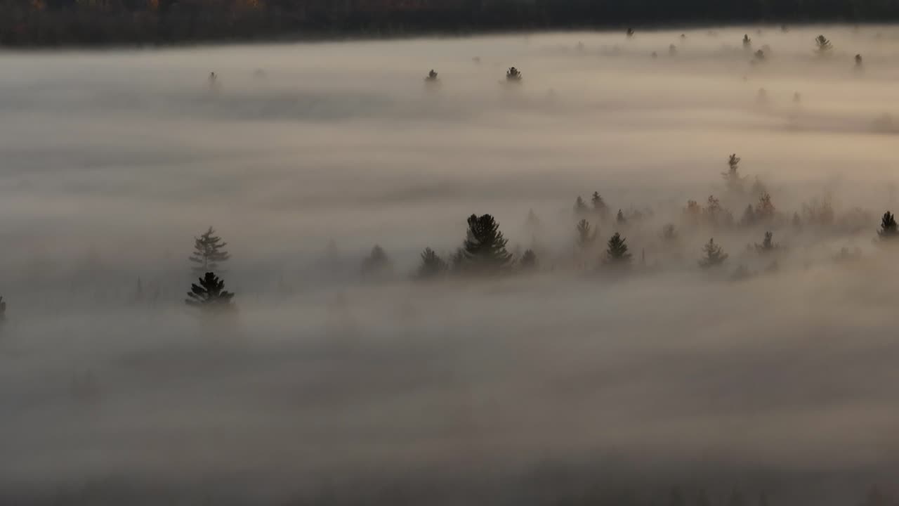 짙은 안개 위의 아침 일출 조명 소나무