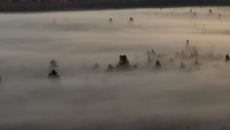 the morning sunrise illuminated pines above thick fog