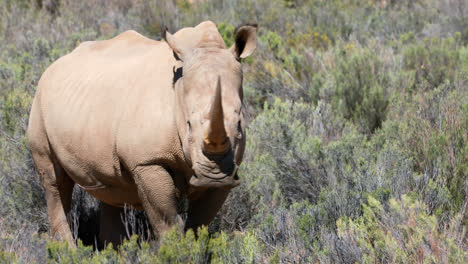 Rhinoceros-standing-on-a-grassland-4k