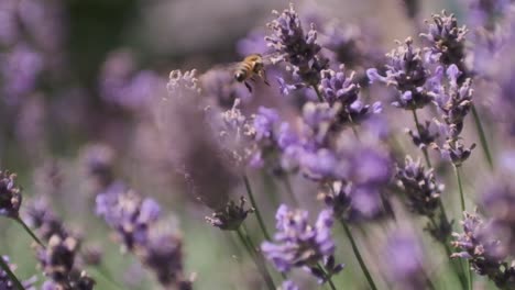 Honigbiene,-Die-Sich-Von-Lavendel-Ernährt-Und-In-Zeitlupe-Herumfliegt