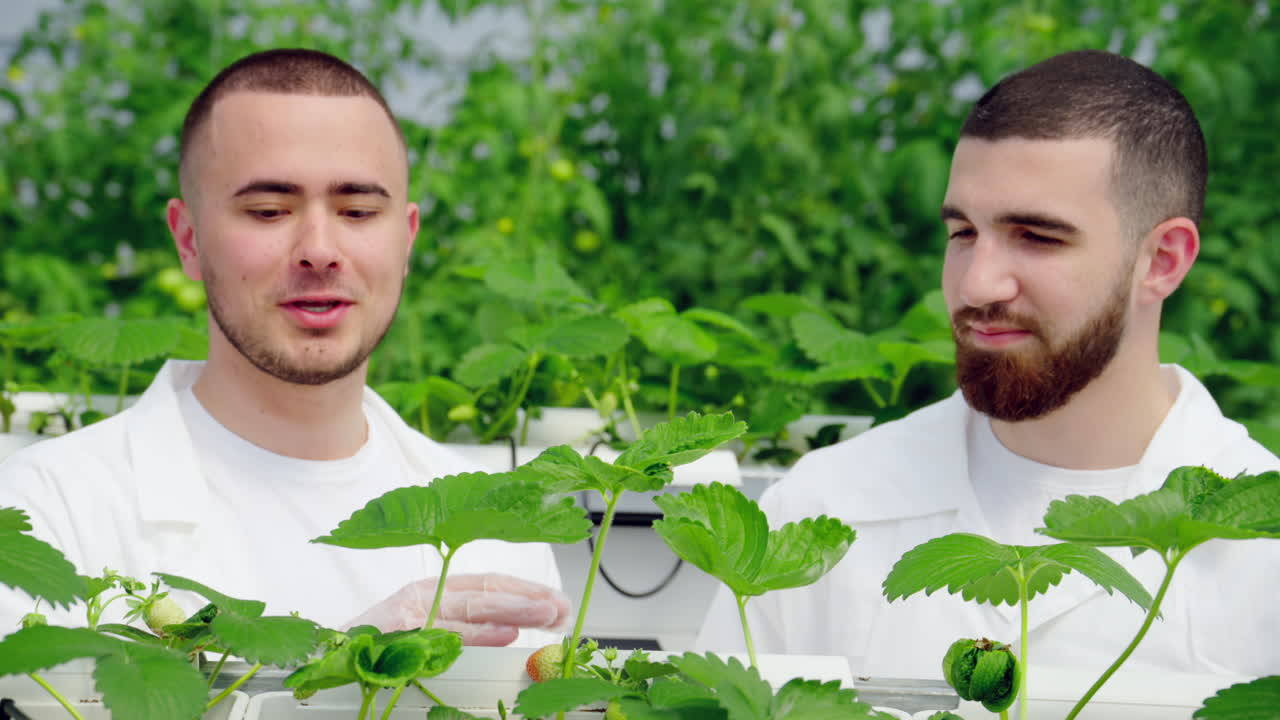 Two laboratory technicians in white coats working with wild strawberry grown with the Hydroponic method in a greenhouse