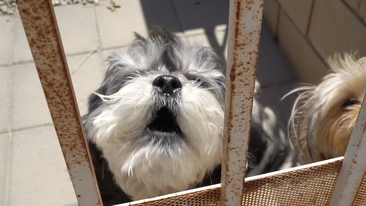 Dogs barking at a stranger from behind a fenced yard - slow motion