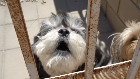 perros ladrando a un extraño desde detrás de un patio cercado - cámara lenta