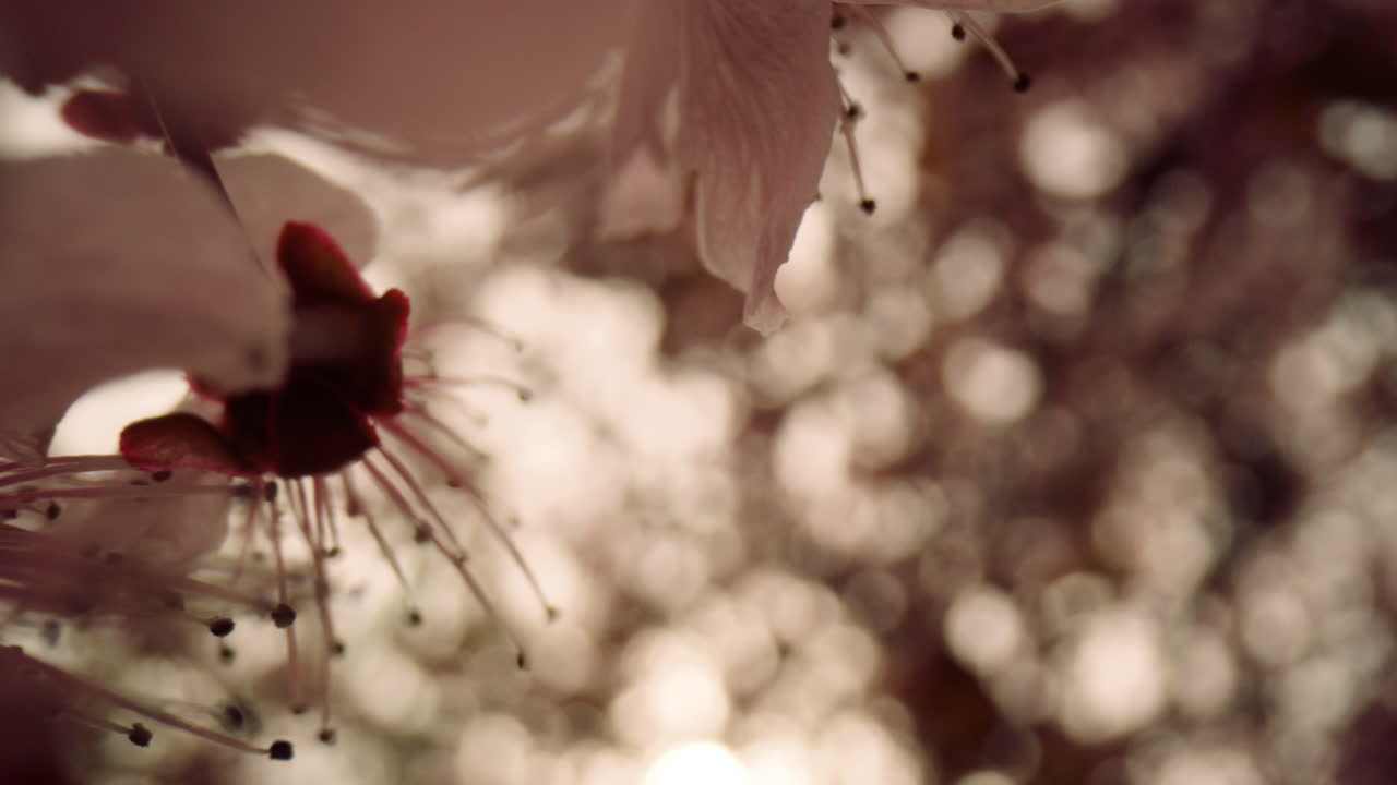 Flores de árvore a desabrochar contra o pôr do sol em céu nublado. Cena floral meditativa.