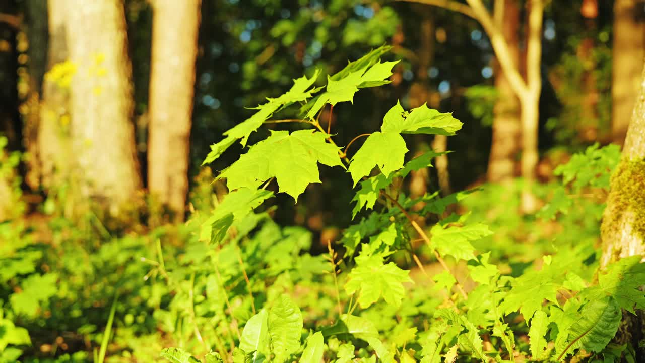 Golden rays illuminate maple leaves as forest breathes in cinematic slow motion