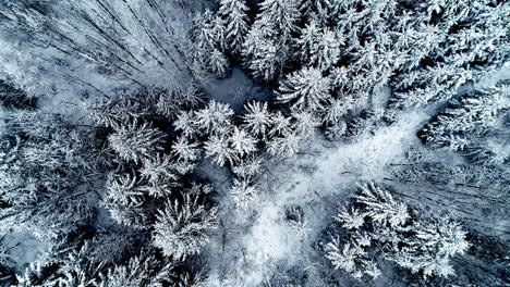 Erial-drone-bird's-eye-shot-over-a-beautiful-snow-covered-forest-in-the-stunning-countryside-during-daytime