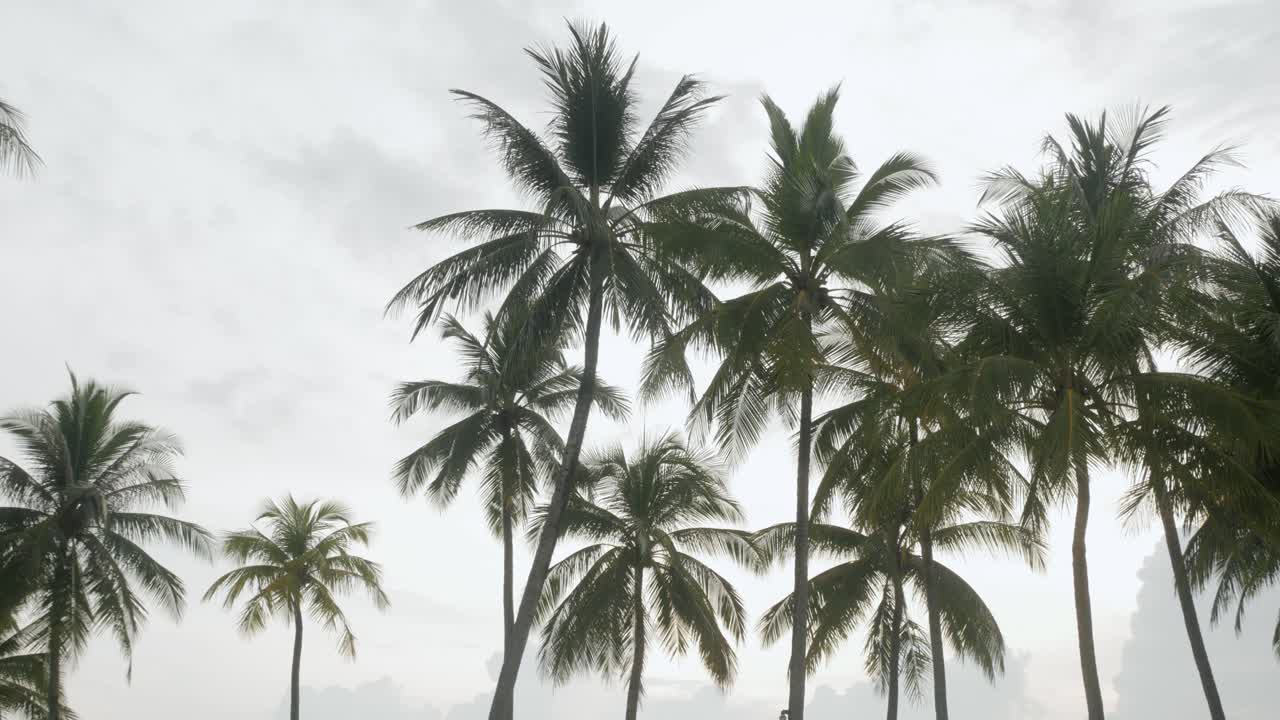 View of coconut palm trees against sky near beach on the tropical island-2