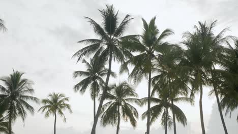 view of coconut palm trees against sky near beach on the tropical island-2