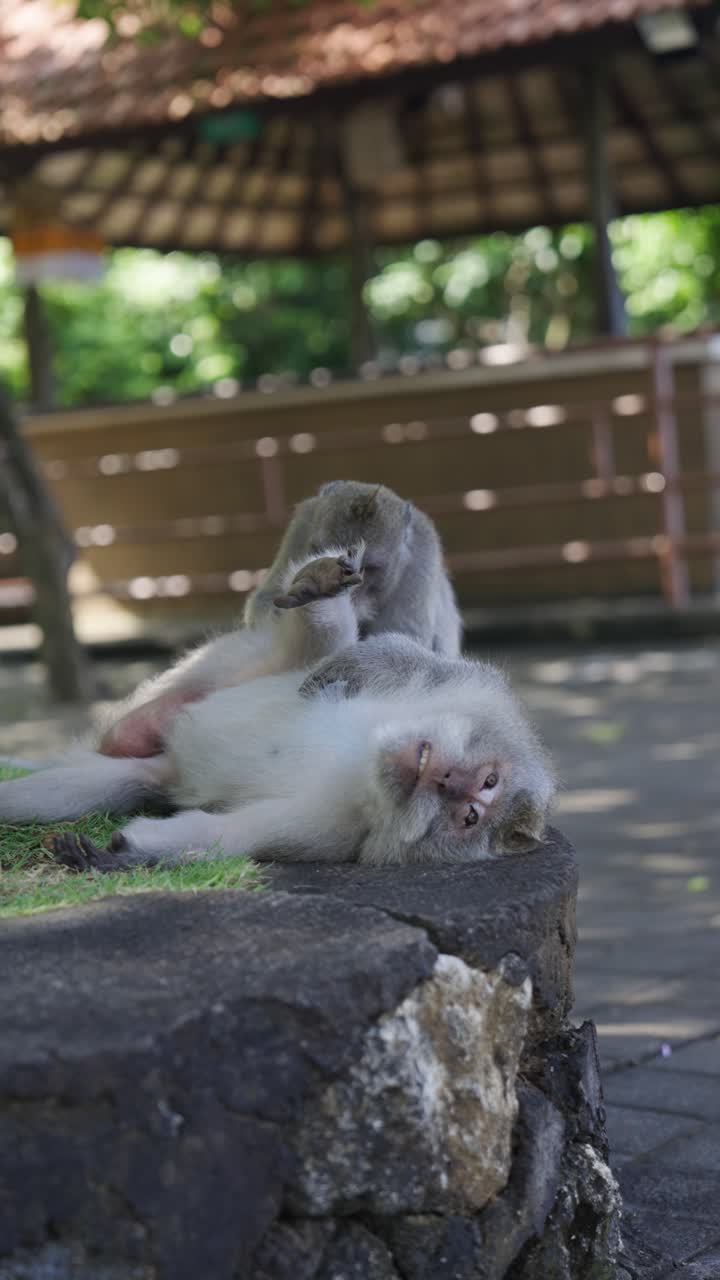 Wild monkeys cleaning each other in urban area of Indonesia, vertical view