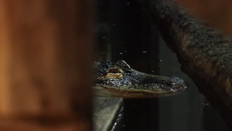 scary alligator at dock revealed behind post