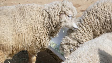 Nahaufnahme-Von-Schafen,-Die-Gras-Auf-Einem-Metalltrog-In-Einem-Bauernhof-Fressen