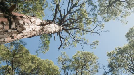 Tall pine trees in Corona Forestal Natural Park on Tenerife, Canary Islands in spring