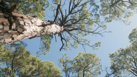 tall pine trees in corona forestal natural park on tenerife, canary islands in spring