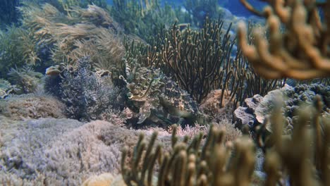 Una-Sepia-Camuflada-Bien-Escondida-Flota-En-El-Colorido-Arrecife-De-Coral