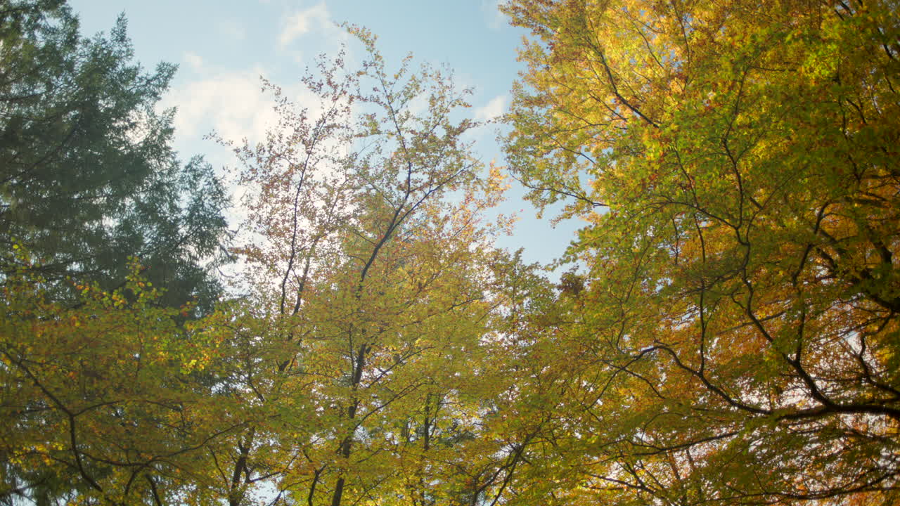 Golden foliage filling the canopies on a clear autumn day in the forest
