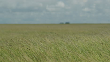 Superweite-Aufnahme-Von-Pfahlbauten-In-Der-Nähe-Von-Sankt-Peter-Ording