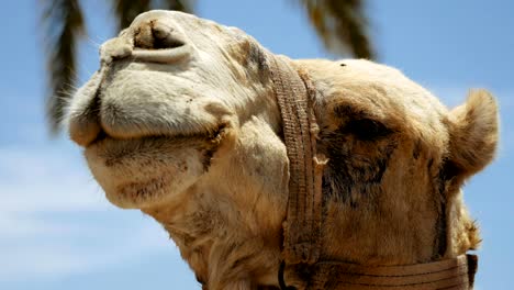 camel head closeup outdoors