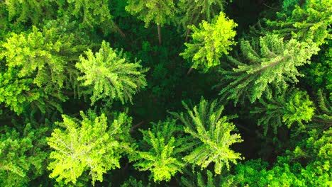 eagle eye view aerial shot of lush green forest 4k