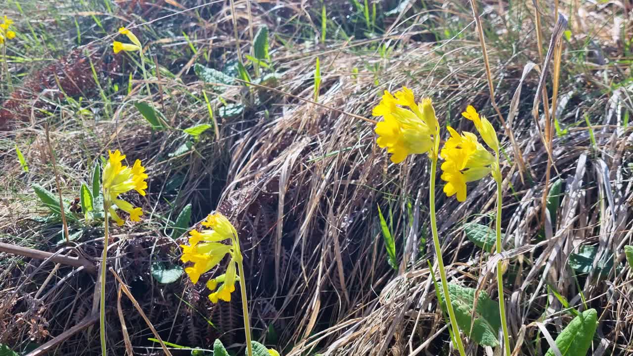 Close-up of yellow primula flowers blooming in a dry mountain landscape of northern Greece, showcasing alpine flora in a natural habitat