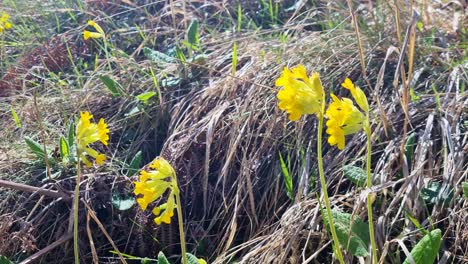 close-up of yellow primula flowers blooming in a dry mountain landscape of northern greece, showcasing alpine flora in a natural habitat