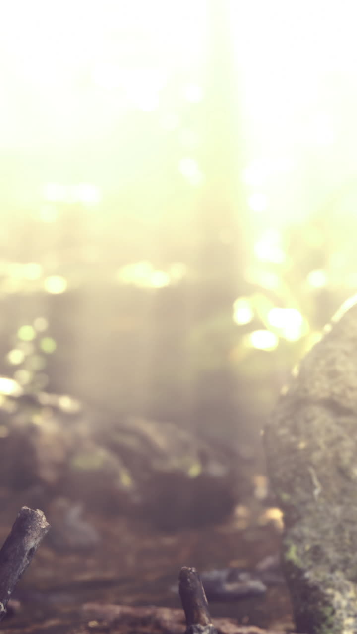 La luce filtra attraverso gli alberi sul suolo della foresta con bastoni e pietre.