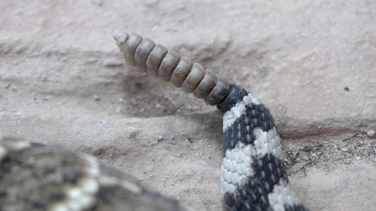 Rattlesnake Tail Close-Up