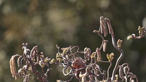 Hazelnut-tree-plant-with-forestry-background,-static-view