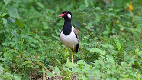 the red-wattled lapwing is one of the most common birds of thailand