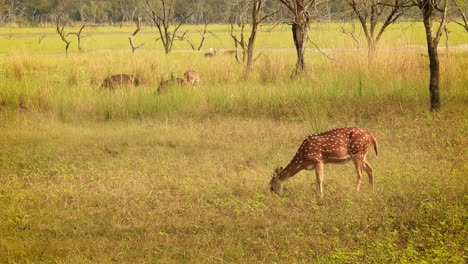 chital o cheetal, también conocido como venado manchado, venado chital y venado de eje, es una especie de venado que es nativa del subcontinente indio. parque nacional de ranthambore sawai madhopur rajasthan india