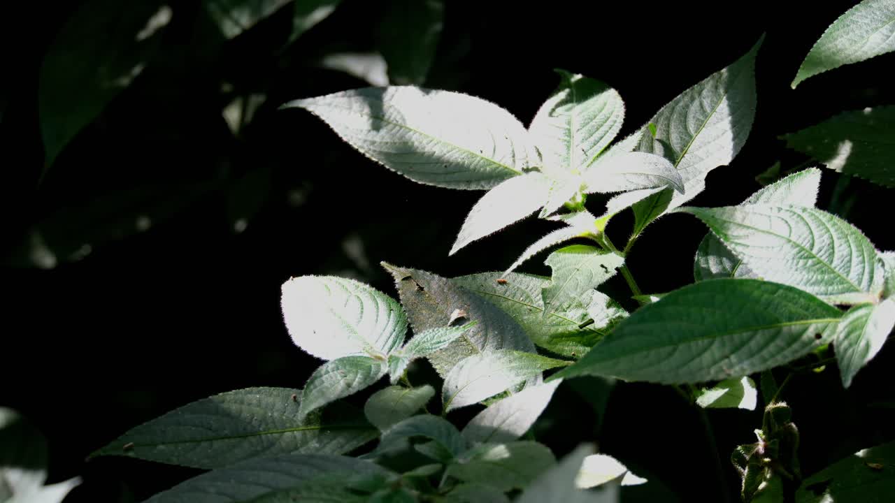 태국 카오야이 국립 공원 에서 아침 에 숲 의 균열 을 통과 하여  ⁇ 빛 에 노출 된 초록색 잎