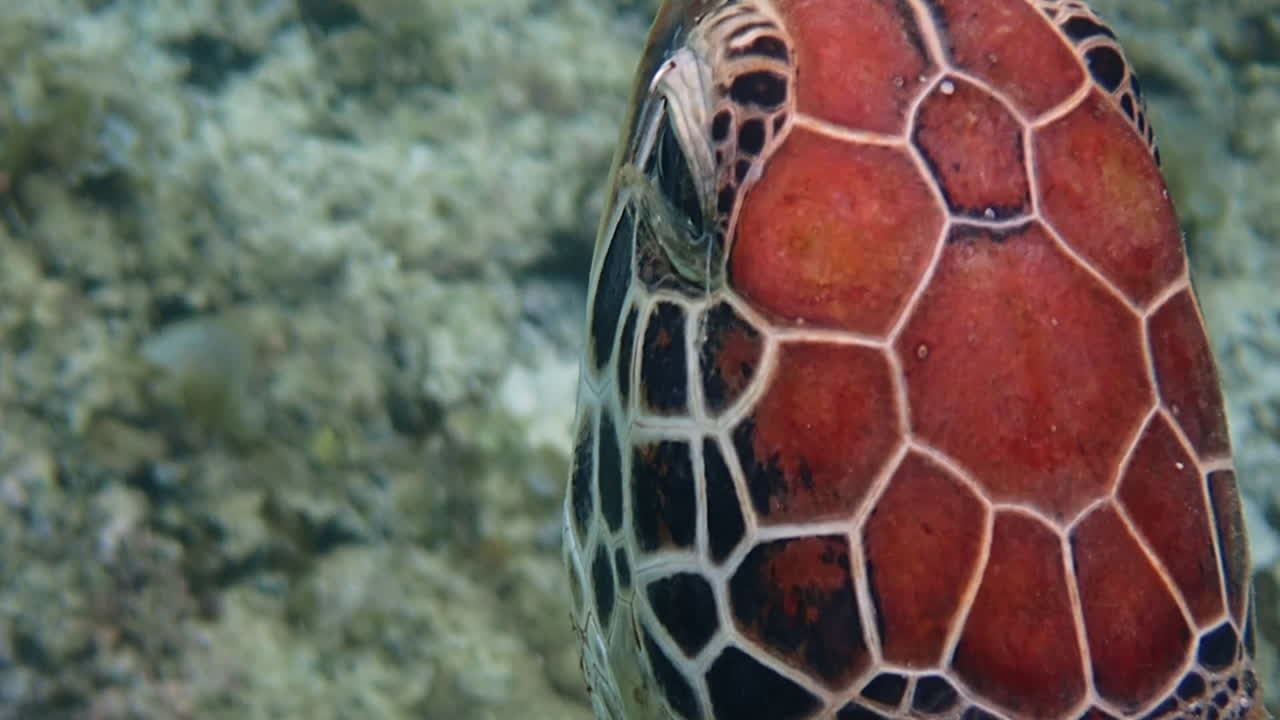 Green sea turtle (chelonia mydas) caught by a fish hook hanging above its left eye, close up. Moalboal, Cebu, Philippines.