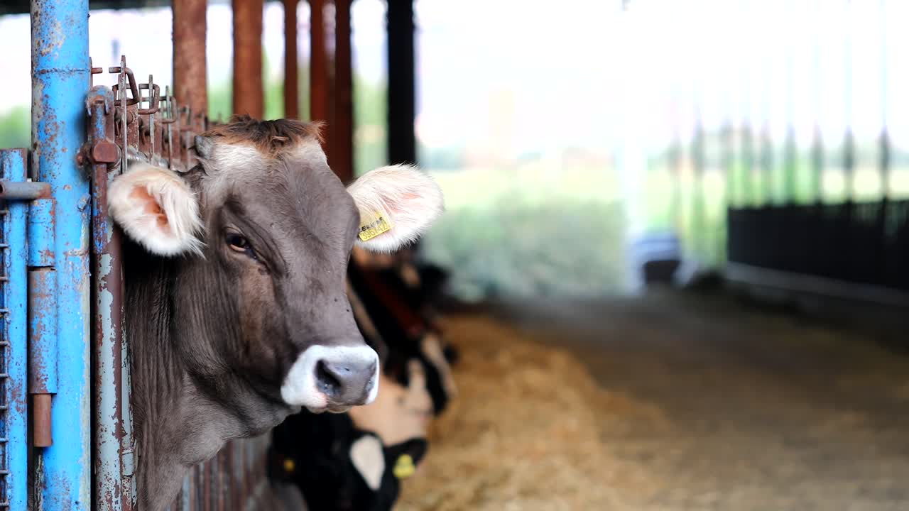 close-up view of cow in barn