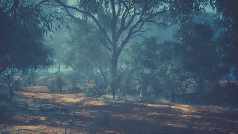 un bosque de niebla en australia