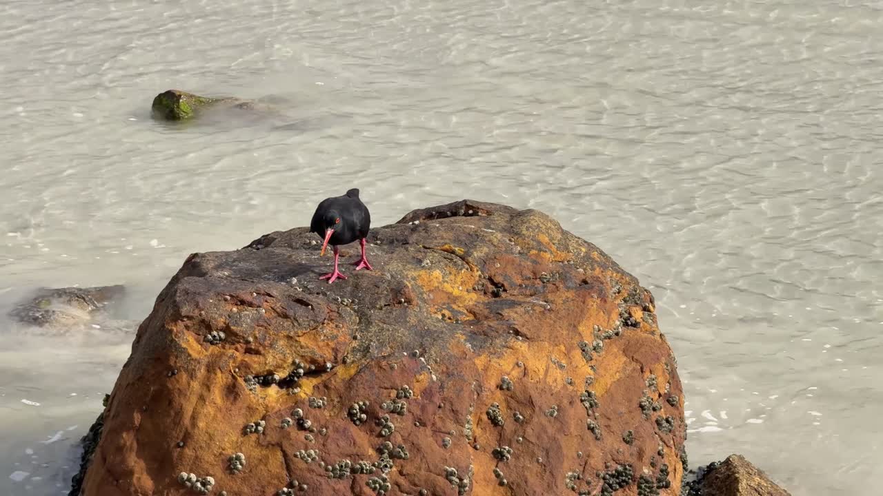 Seabird bird, oyster catcher feeding on muscles