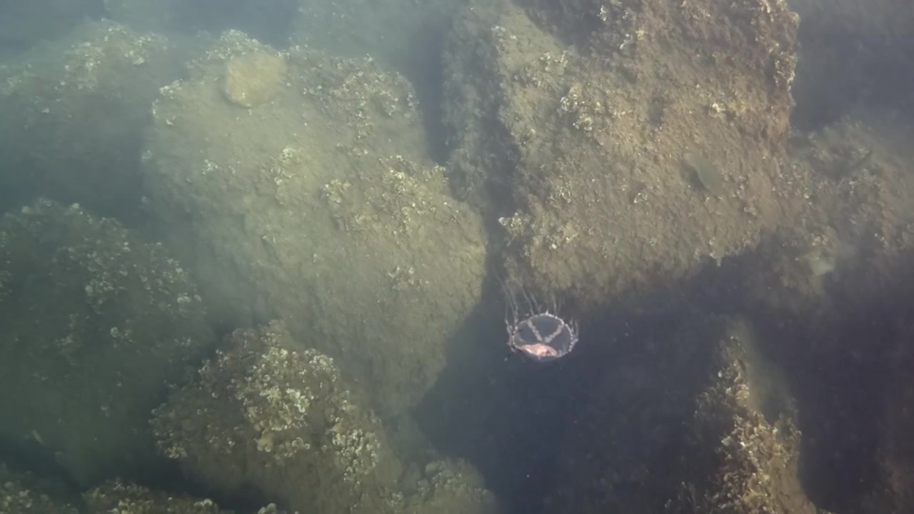 Underwater view of the ocean floor and jellyfish showing a rocky seabed with dim light penetrating through murky, green tinted water