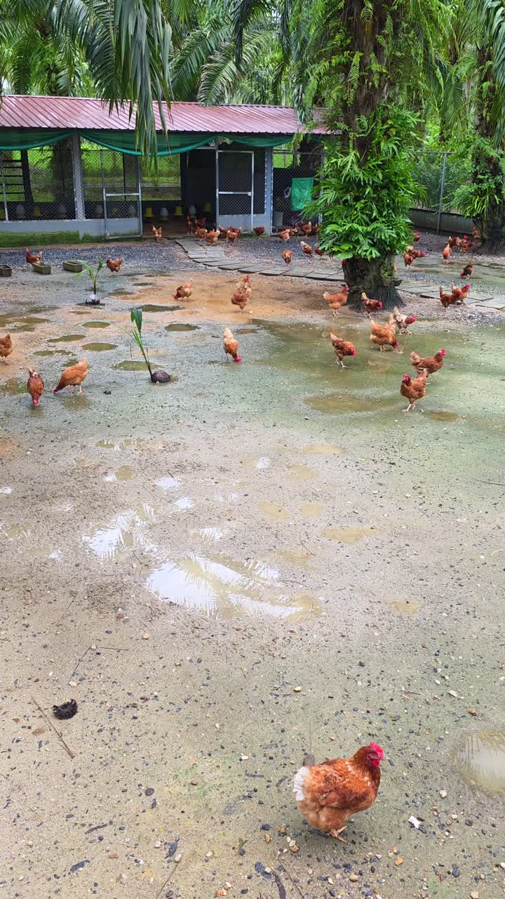 Vertical view of a chicken farm at JW Marriott Khao Lak Resort in Thailand with free-range chickens roaming outdoors after rain