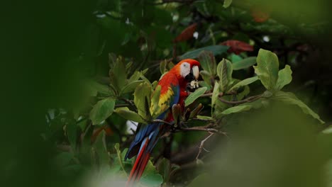 el loro guacamayo escarlata alimentando la selva de viaje de costa rica