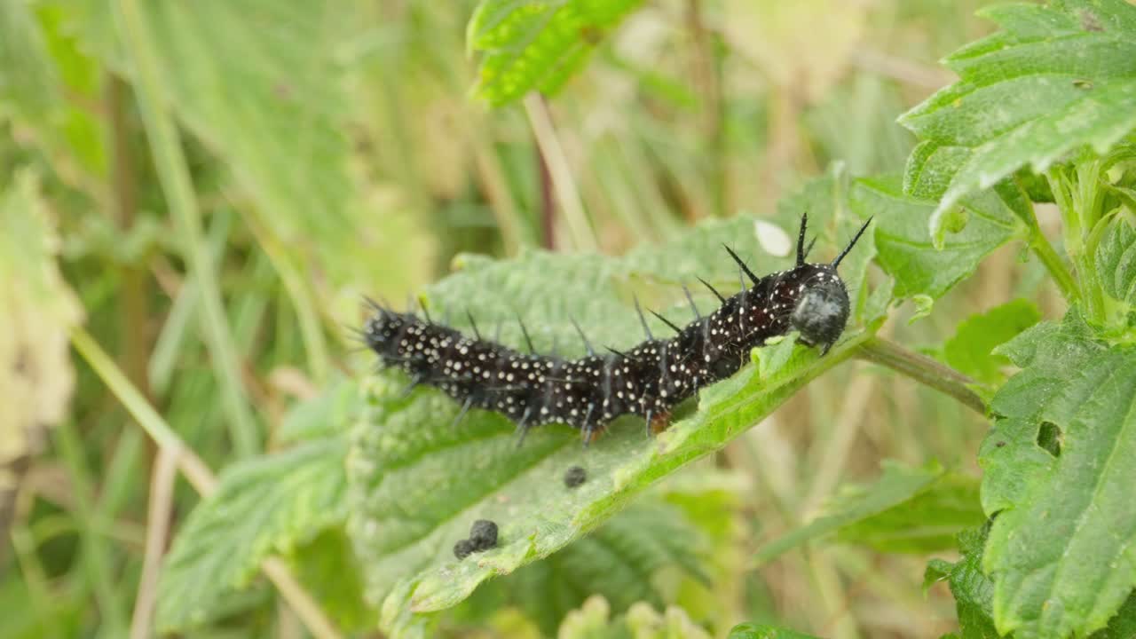 Caterpillar of peacock butterfly feeding on leaf establishing natural insect detailed life feeding and crawling